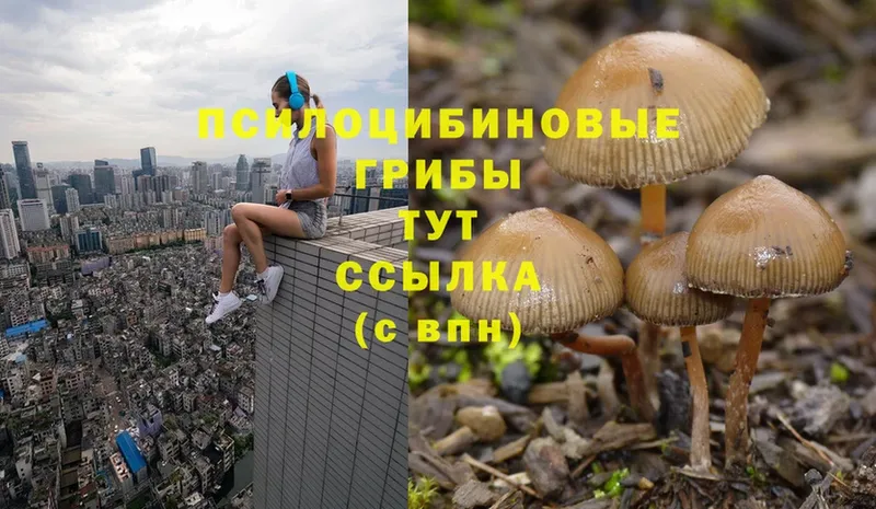 как найти закладки  Североморск  Галлюциногенные грибы Psilocybine cubensis 